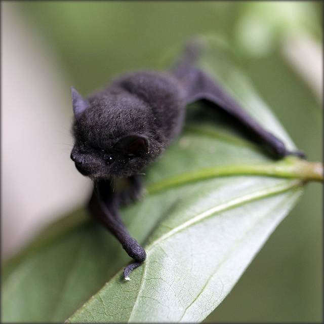 morcego folha